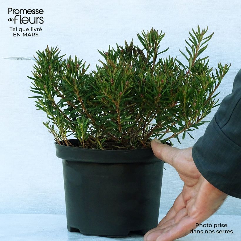 Amostra de Andromeda polifolia Nikko Vaso de 2 L/3 L tal como entregue na primavera