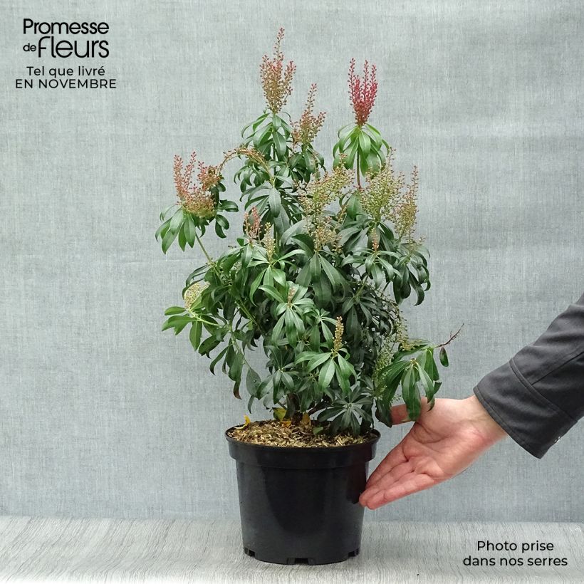 Amostra de Pieris japonica Bonfire Vaso de 3 L/4 L tal como entregue no outono