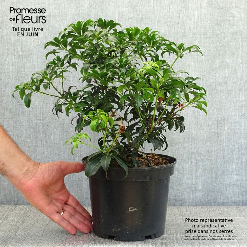 Amostra de Pieris japonica Bonfire Vaso de 3 L/4 L tal como entregue no verão