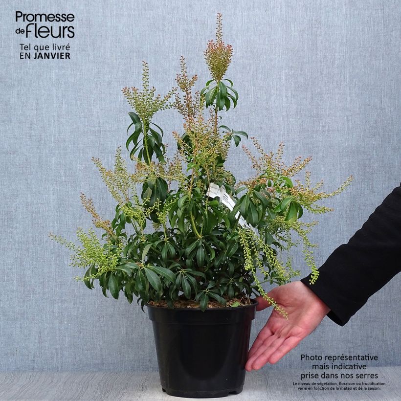 Amostra de Pieris japonica Bonfire Vaso de 3 L/4 L tal como entregue no inverno