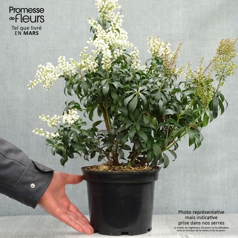Amostra de Pieris japonica Bonfire Vaso de 3 L/4 L tal como entregue na primavera