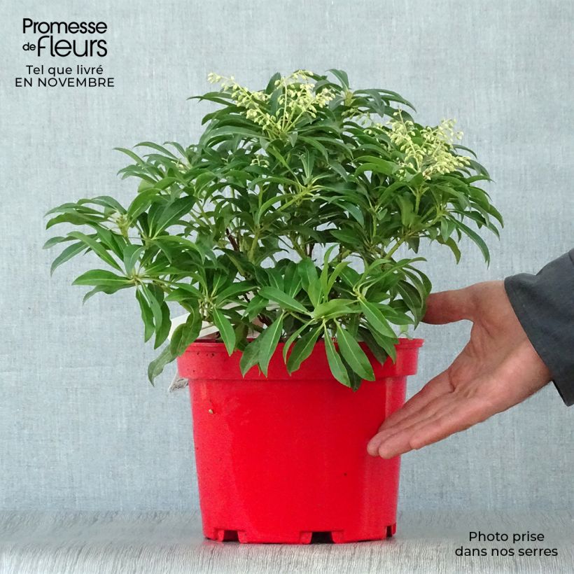 Amostra de Pieris japonica Forest Flame Vaso de 2 L/3 L tal como entregue no outono