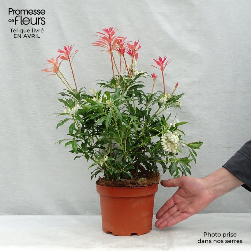 Amostra de Pieris japonica Forest Flame Vaso de 2 L/3 L tal como entregue na primavera