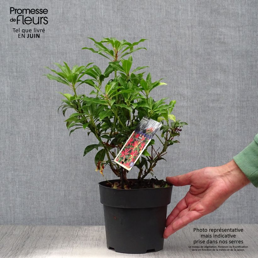 Amostra de Pieris japonica Forest Flame Vaso de 2 L/3 L tal como entregue no verão