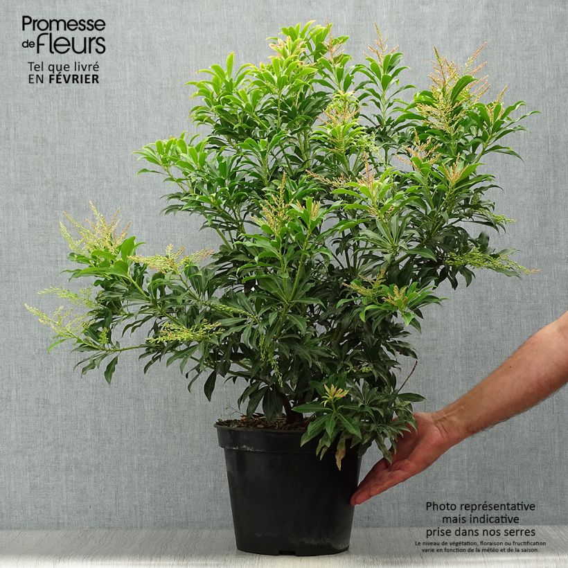 Amostra de Pieris japonica Forest Flame Vaso de 7,5 L/10 L tal como entregue no outono