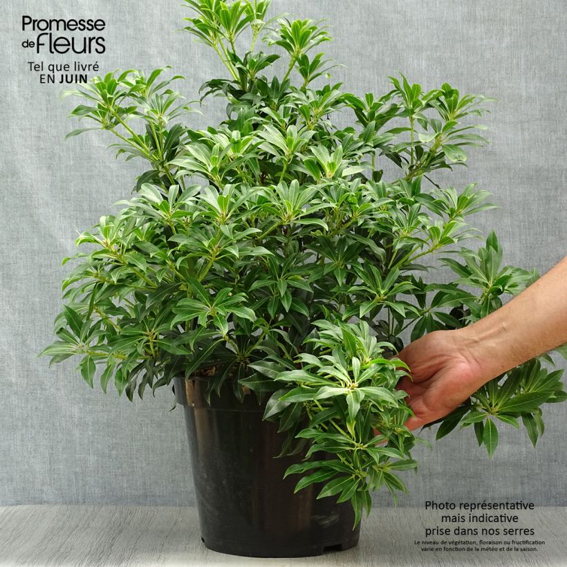 Amostra de Pieris japonica Forest Flame Vaso de 7,5 L/10 L tal como entregue no verão
