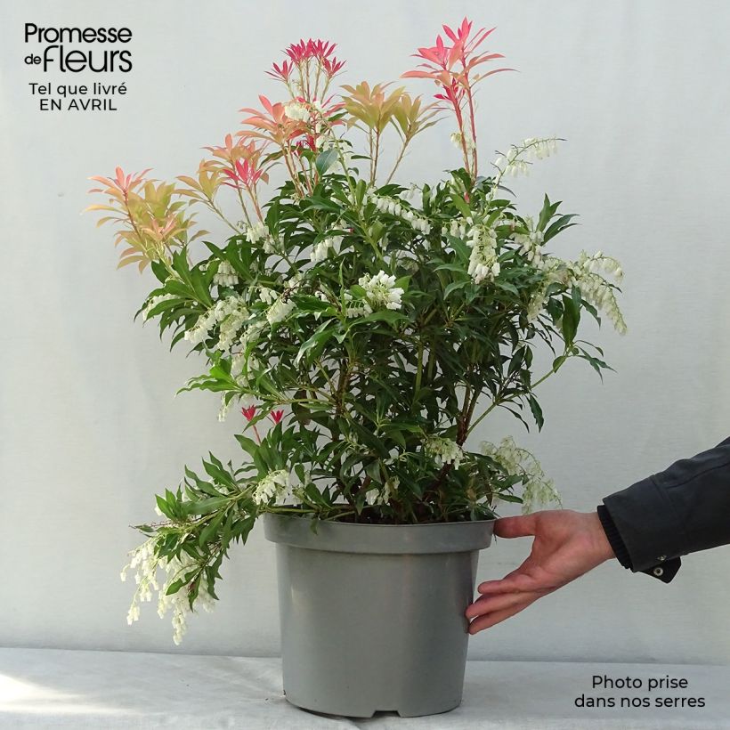 Amostra de Pieris japonica Forest Flame Vaso de 7,5 L/10 L tal como entregue na primavera