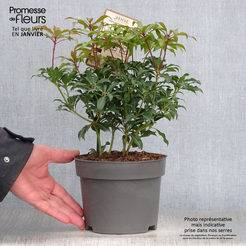 Amostra de Andromède du Japon - Pieris Japonica Mountain Fire Vaso de 2 L/3 L tal como entregue no inverno