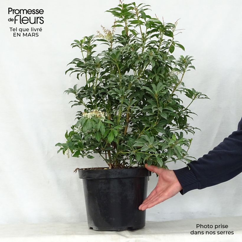Amostra de Pieris japonica Mountain Fire Vaso de 2 L/3 L tal como entregue na primavera