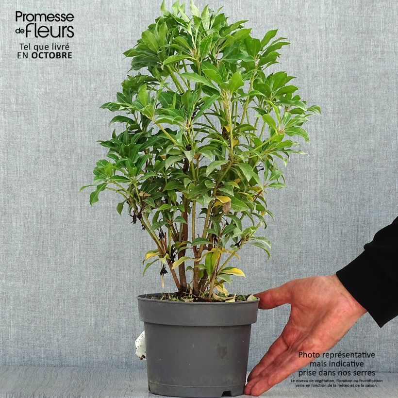 Amostra de Pieris japonica Mountain Fire Vaso de 2 L/3 L tal como entregue no outono