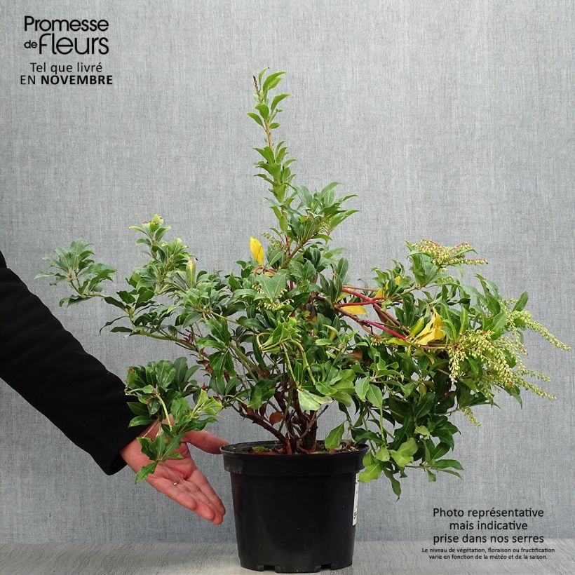 Amostra de Pieris japonica Mountain Fire Vaso de 4 L/5 L tal como entregue no outono