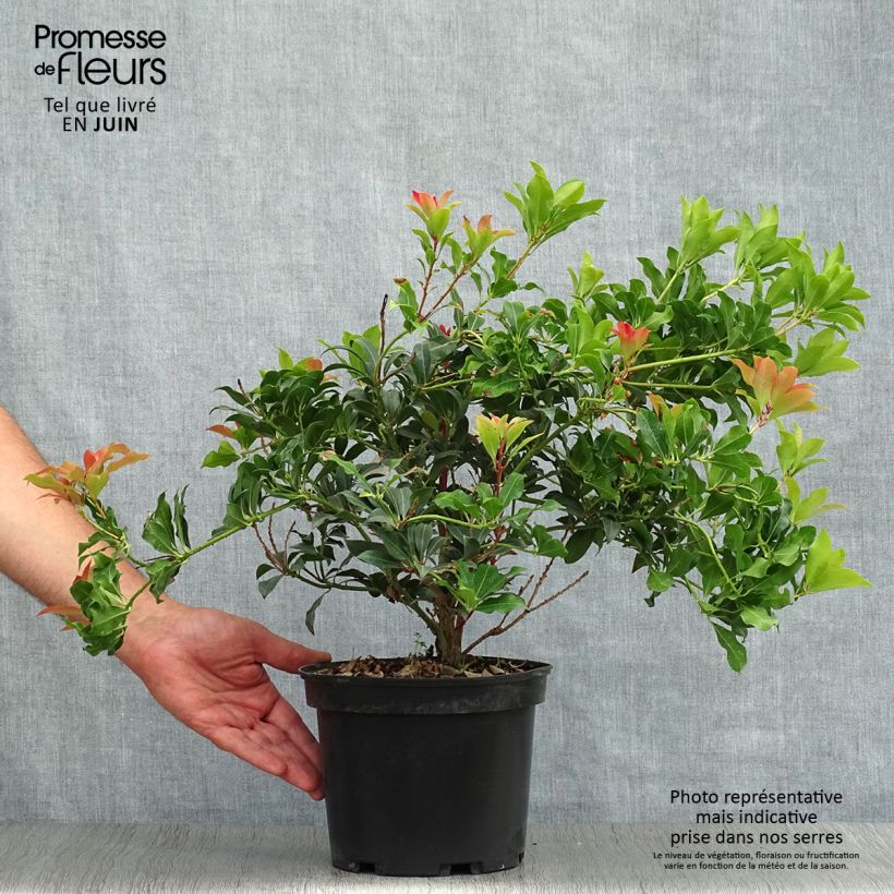 Amostra de Pieris japonica Mountain Fire Vaso de 4 L/5 L tal como entregue no verão