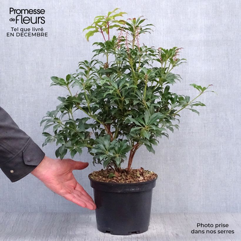 Amostra de Andromède du Japon - Pieris Japonica Mountain Fire Vaso de 4 L/5 L tal como entregue no inverno