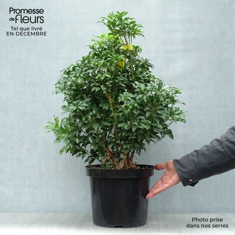 Amostra de Andromède du Japon - Pieris Japonica Mountain Fire Vaso de 7,5 L/10 L tal como entregue no inverno