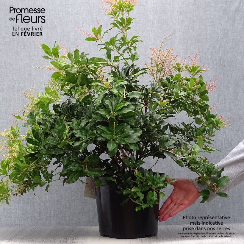 Amostra de Pieris japonica Mountain Fire Vaso de 7,5 L/10 L tal como entregue no outono
