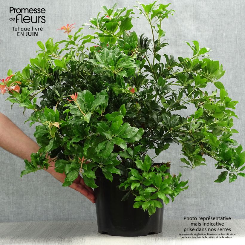 Amostra de Pieris japonica Mountain Fire Vaso de 7,5 L/10 L tal como entregue no verão