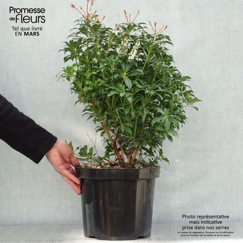 Amostra de Pieris japonica Mountain Fire Vaso de 7,5 L/10 L tal como entregue na primavera