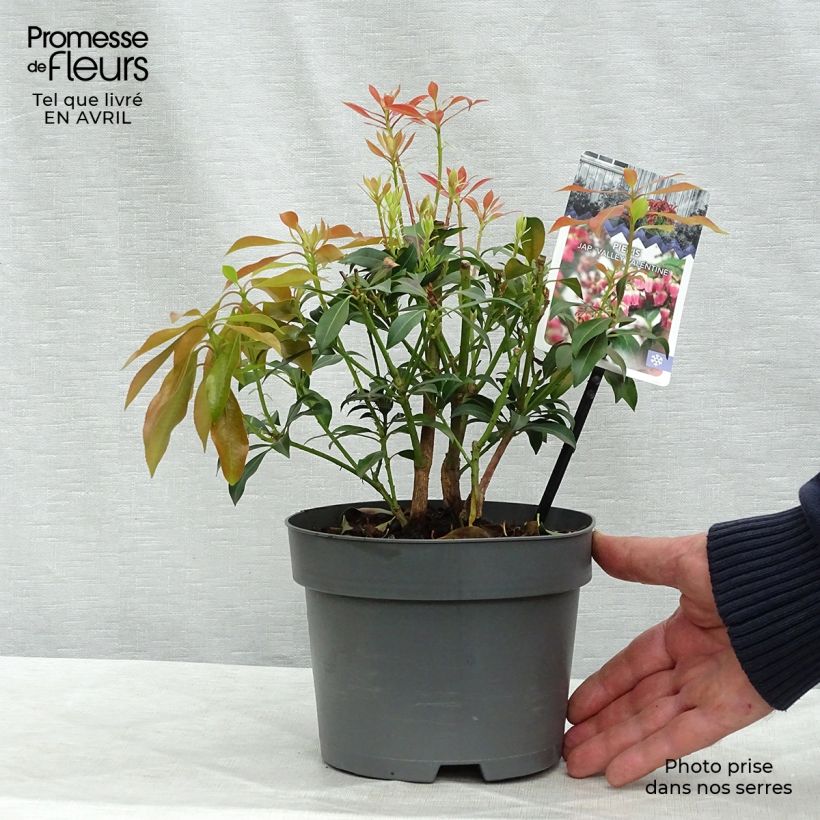 Amostra de Pieris japonica Valley Valentine Vaso de 2 L/3 L tal como entregue na primavera
