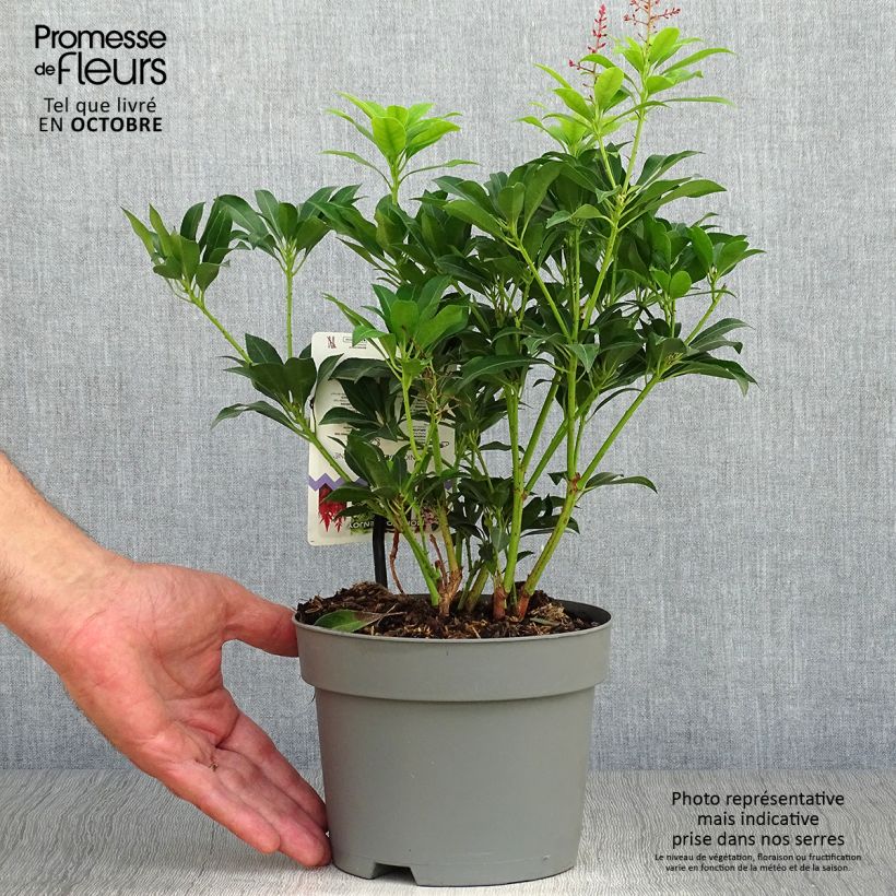 Amostra de Pieris japonica Valley Valentine Vaso de 2 L/3 L tal como entregue no outono