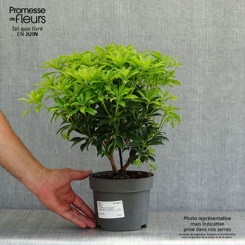 Amostra de Pieris japonica Valley Valentine Vaso de 2 L/3 L tal como entregue no verão