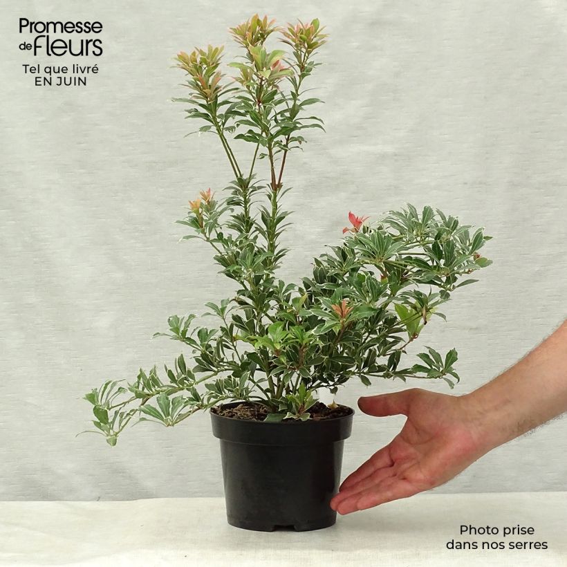 Amostra de Pieris japonica Carnaval Vaso de 2 L/3 L tal como entregue no verão