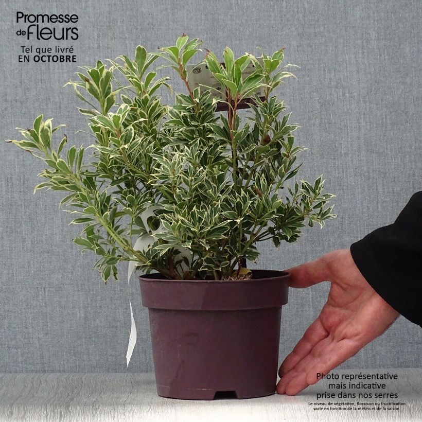 Amostra de Pieris japonica Carnaval Vaso de 2 L/3 L tal como entregue no outono