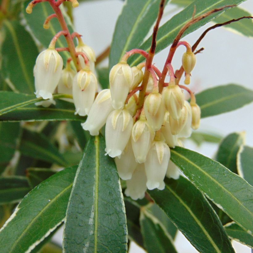 Pieris japonica Flaming Silver (Floração)