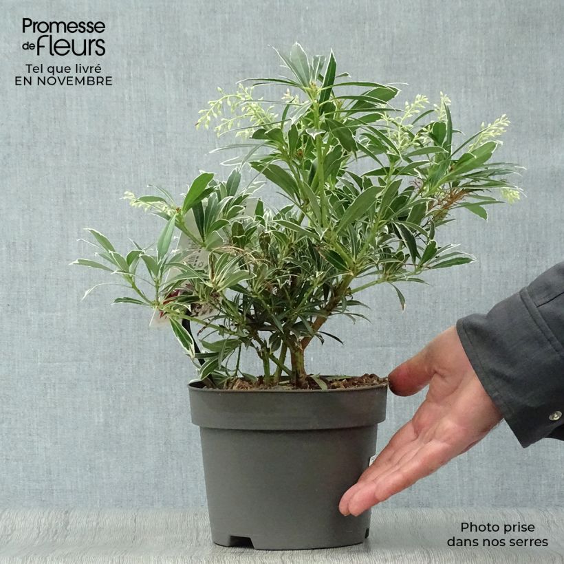 Amostra de Pieris japonica Flaming Silver Vaso de 2 L/3 L tal como entregue no outono