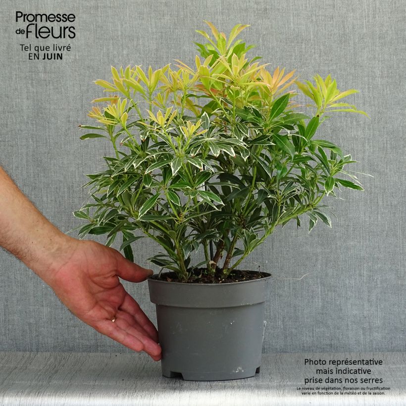 Amostra de Pieris japonica Flaming Silver Vaso de 2 L/3 L tal como entregue no verão