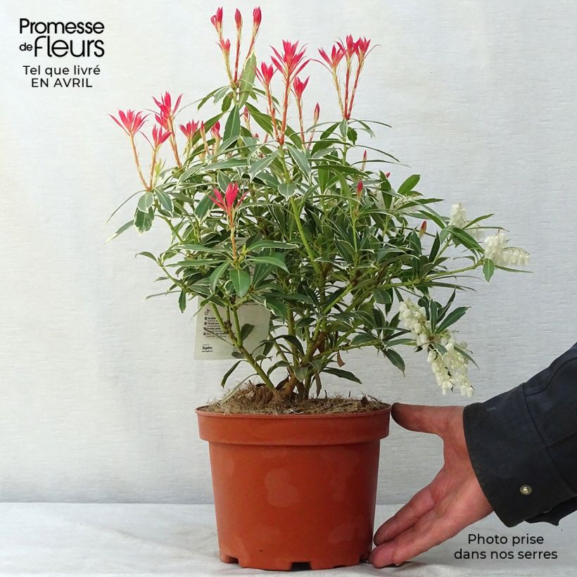 Amostra de Pieris japonica Flaming Silver Vaso de 2 L/3 L tal como entregue na primavera