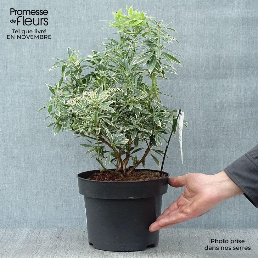 Amostra de Pieris japonica Flaming Silver Vaso de 4 L/5 L tal como entregue no outono