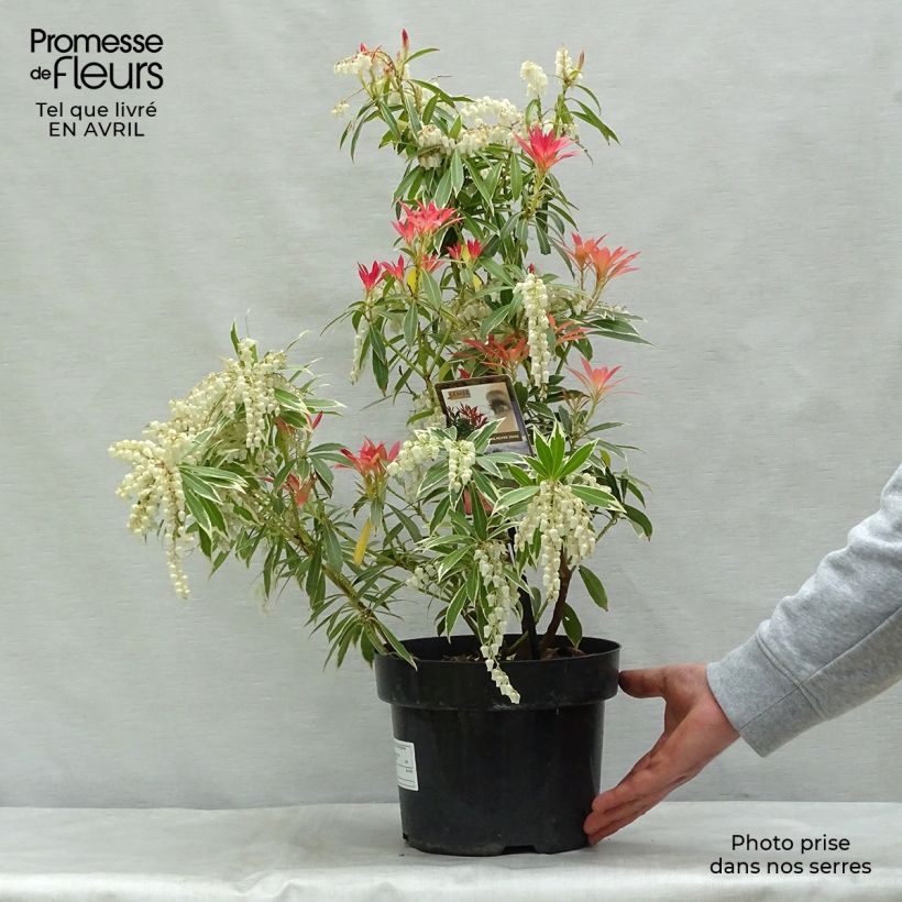 Amostra de Pieris japonica Flaming Silver Vaso de 4 L/5 L tal como entregue na primavera