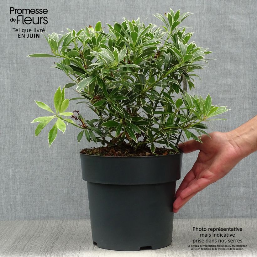 Amostra de Pieris japonica Flaming Silver Vaso de 4 L/5 L tal como entregue no verão
