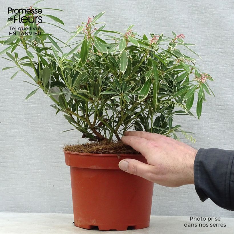 Amostra de Andromède du Japon - Pieris japonica Flaming Silver Vaso de 4 L/5 L tal como entregue no inverno
