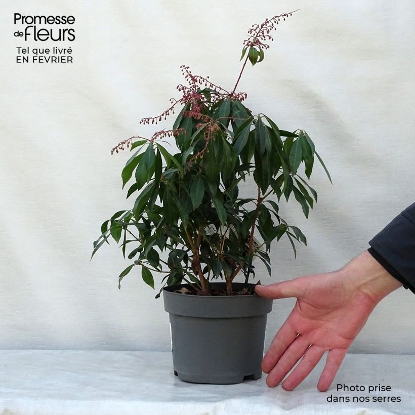 Amostra de Pieris japonica Katsura Vaso de 2 L/3 L tal como entregue no inverno