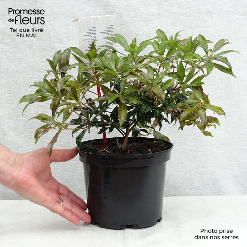 Amostra de Pieris japonica Katsura Vaso de 2 L/3 L tal como entregue na primavera
