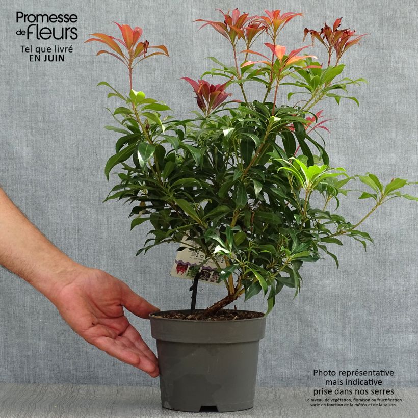 Amostra de Pieris japonica Katsura Vaso de 2 L/3 L tal como entregue no verão