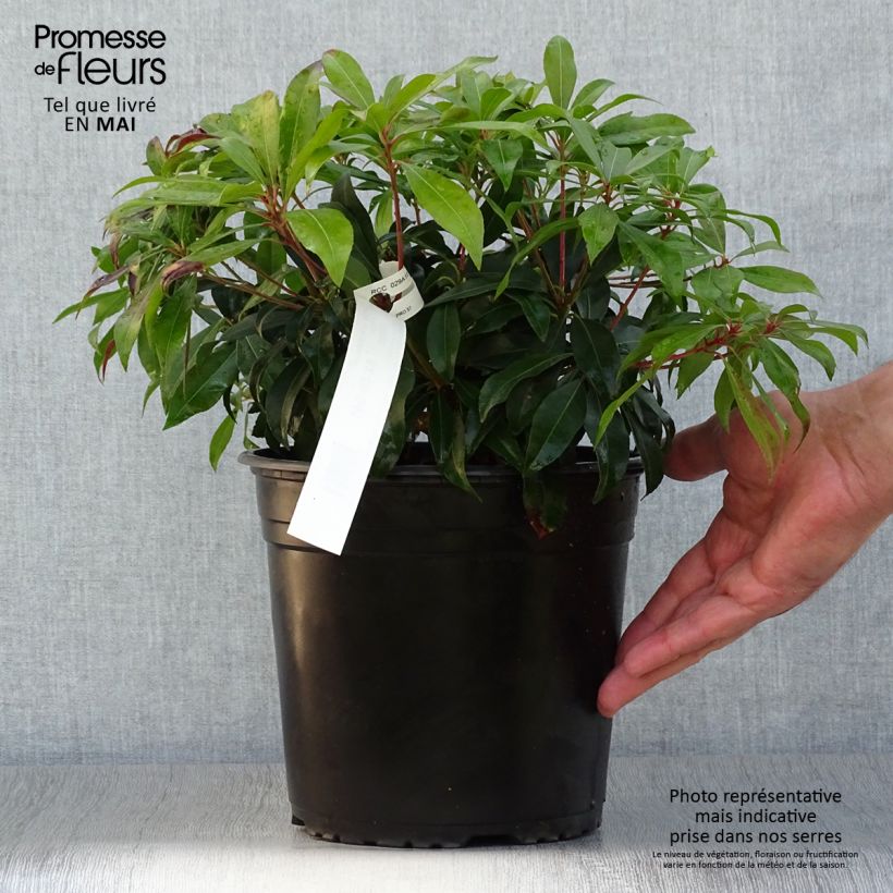Amostra de Pieris japonica Katsura Vaso de 4 L/5 L tal como entregue na primavera
