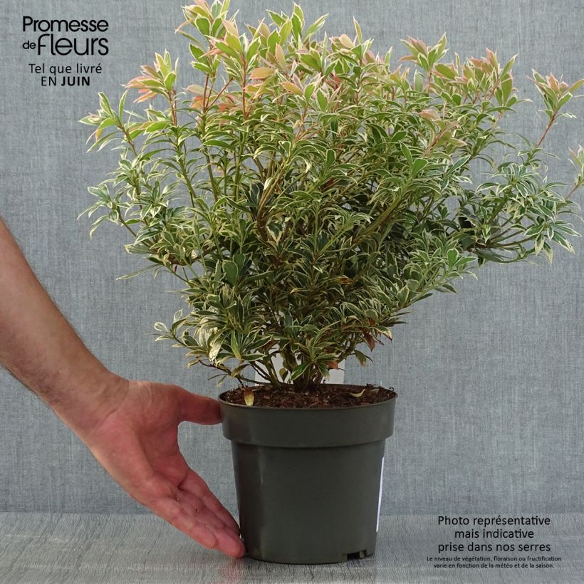 Amostra de Pieris japonica Little Frosty Vaso de 2 L/3 L tal como entregue no verão