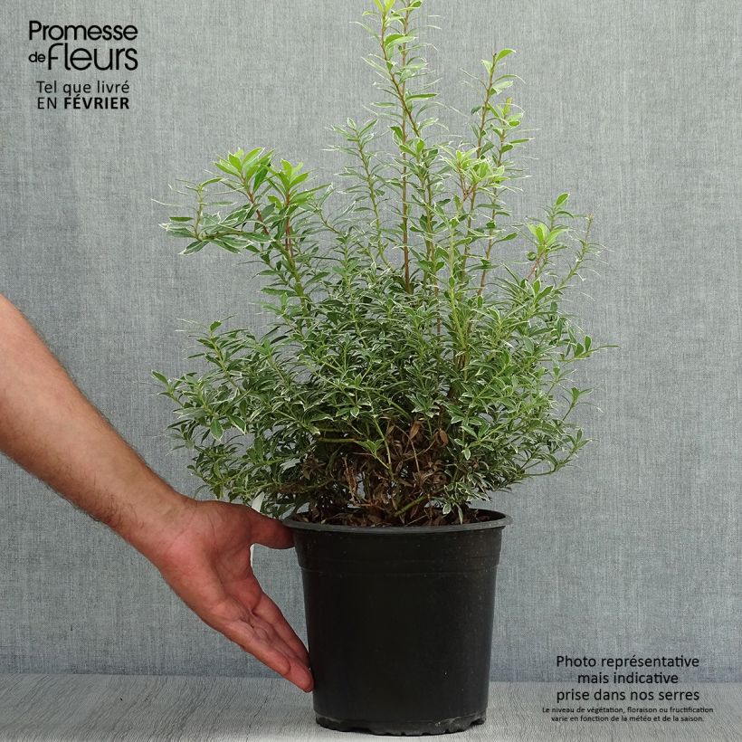 Amostra de Pieris japonica Little Goldy Vaso de 4 L/5 L tal como entregue no outono