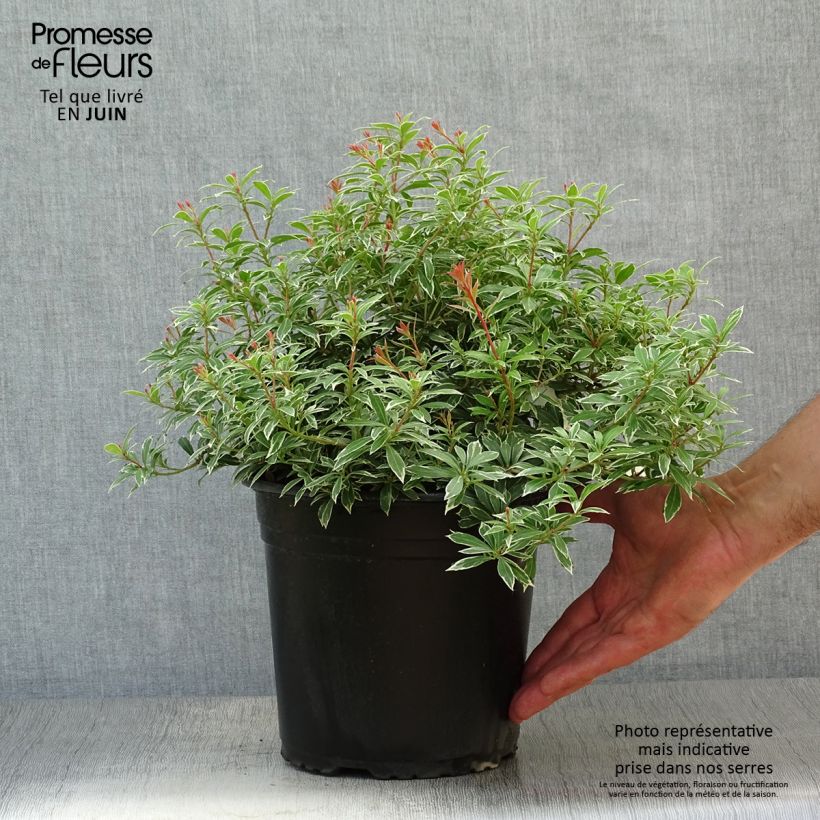 Amostra de Pieris japonica Little Goldy Vaso de 4 L/5 L tal como entregue no verão