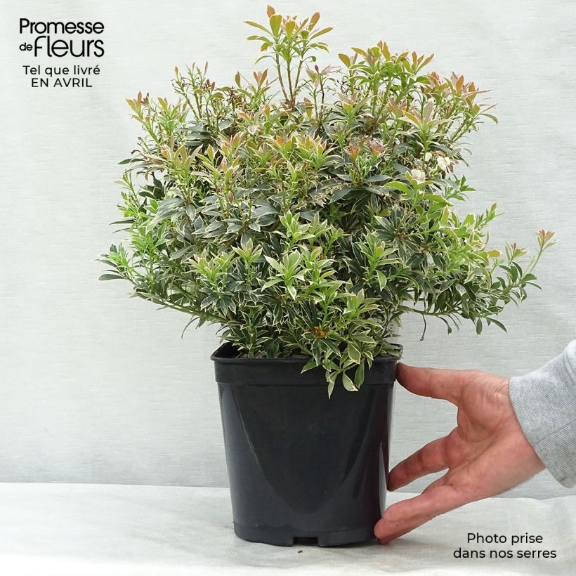 Amostra de Pieris japonica Little Heath Vaso de 2 L/3 L tal como entregue na primavera