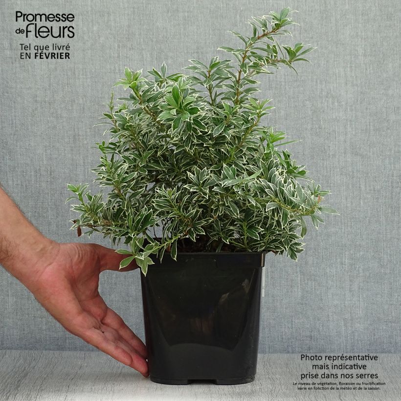 Amostra de Pieris japonica Little Heath Variegata - Andrómeda-do-japão Vaso de 2 L/3 L tal como entregue no outono
