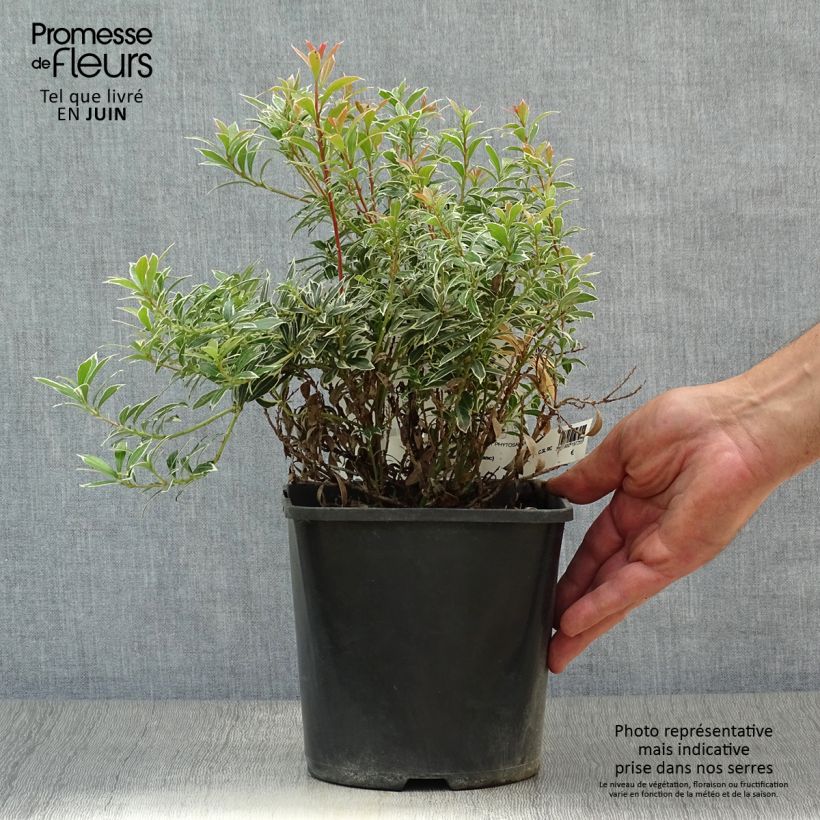 Amostra de Pieris japonica Little Heath Variegata - Andrómeda-do-japão Vaso de 2 L/3 L tal como entregue no verão