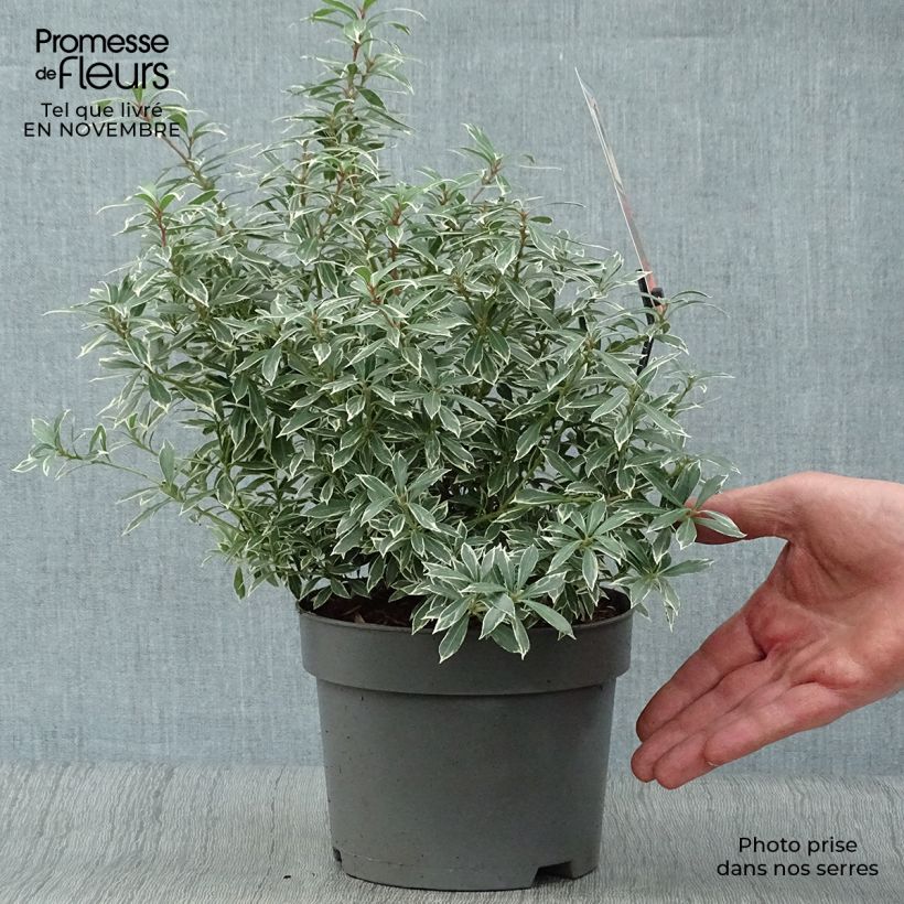 Amostra de Pieris japonica Little Heath Vaso de 2 L/3 L tal como entregue no outono