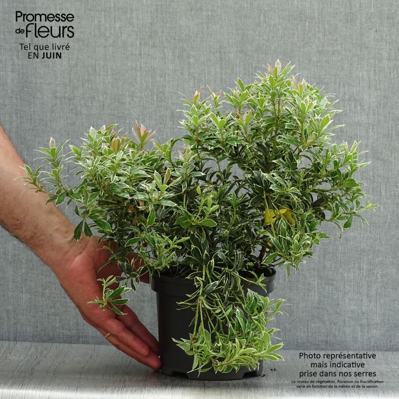 Amostra de Pieris japonica Little Heath Vaso de 2 L/3 L tal como entregue no verão