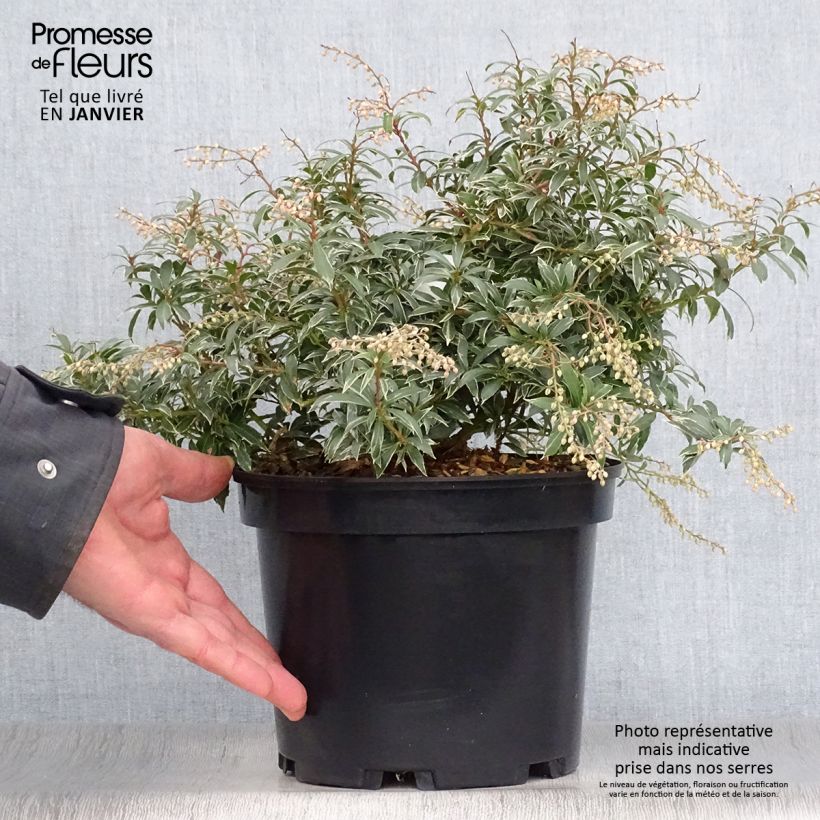 Amostra de Andromède du Japon - Pieris japonica Little Heath Vaso de 4 L/5 L tal como entregue no inverno