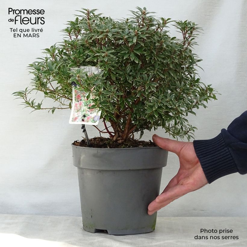 Amostra de Pieris japonica Little Heath Vaso de 4 L/5 L tal como entregue na primavera