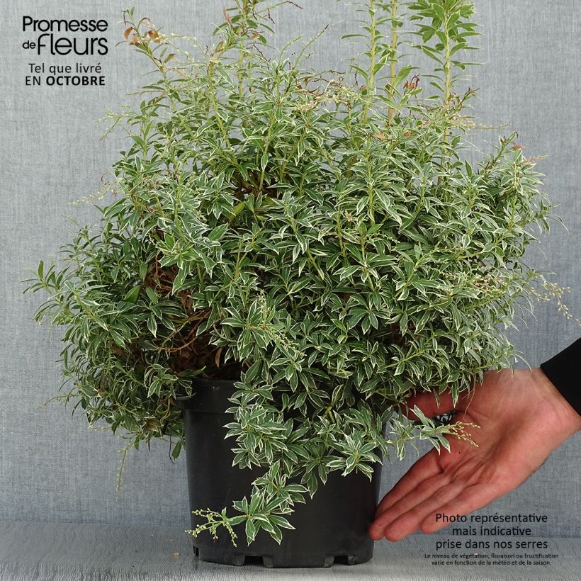Amostra de Pieris japonica Little Heath Vaso de 4 L/5 L tal como entregue no outono