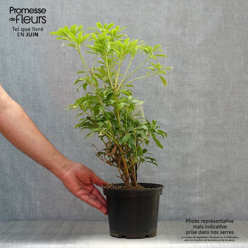 Amostra de Pieris japonica Passion Vaso de 2 L/3 L tal como entregue no verão